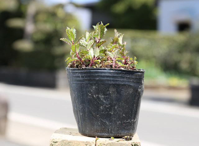 ペパーミント(10potセット)