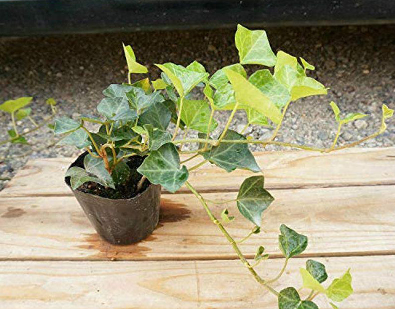 ヘデラヘリックス(10potセット)