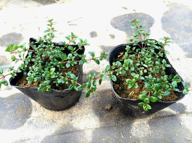 クリーピングタイム(10potセット)