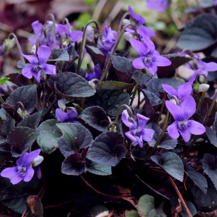 ビオラ・ラブラドリカ(10potセット)